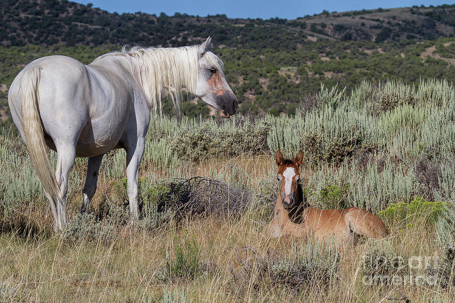 Gray Lady and Foal Photograph by Jim Garrison