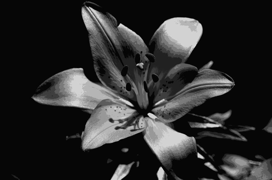 Gray Lily Photograph By Paul Gavin - Fine Art America