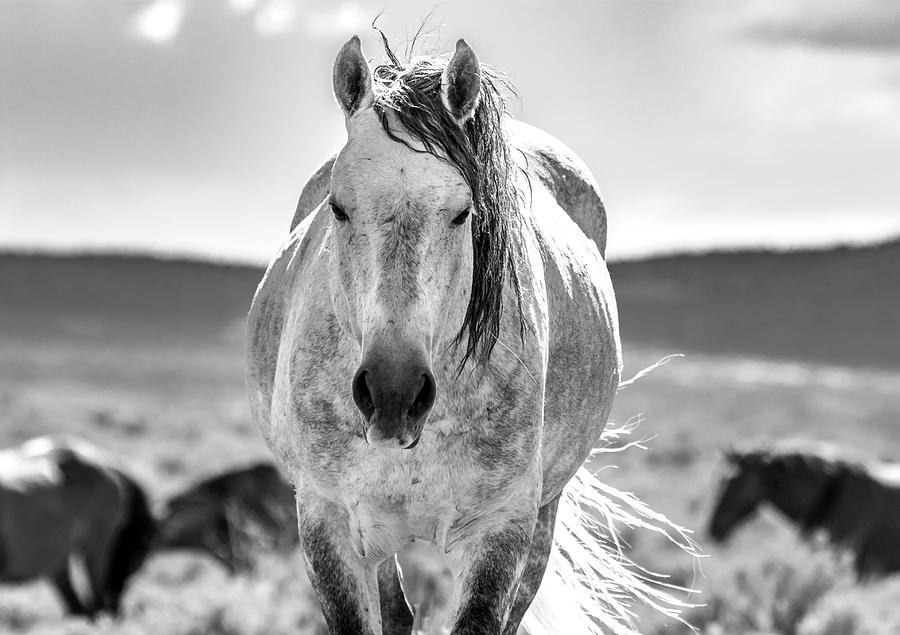 Gray Mustang Eyes Photograph by Mindy Musick King
