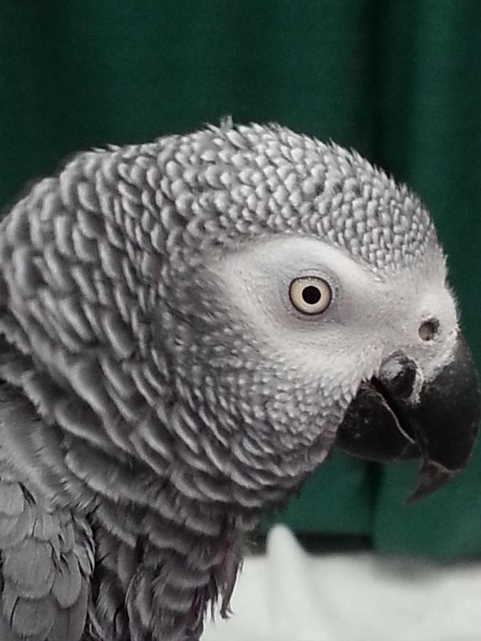 Gray Parrot Photograph by Maria Aduke Alabi