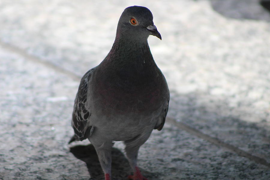 Gray Pigeon in Chicago Photograph by Colleen Cornelius