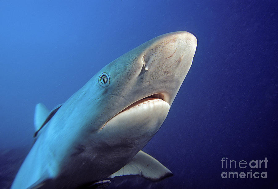 Gray reef shark Photograph by Dave Fleetham - Printscapes