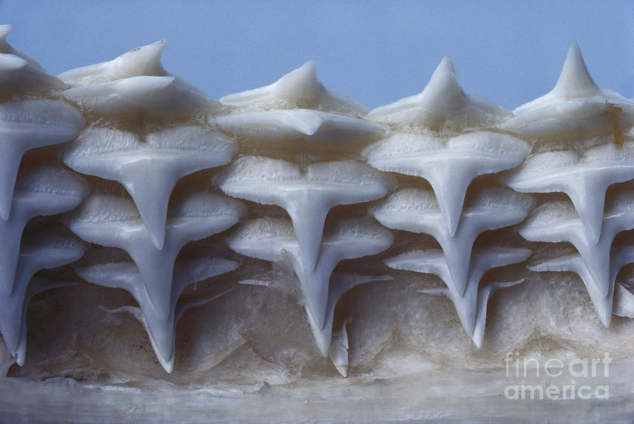 Gray Reef Shark Teeth Photograph by Tom McHugh