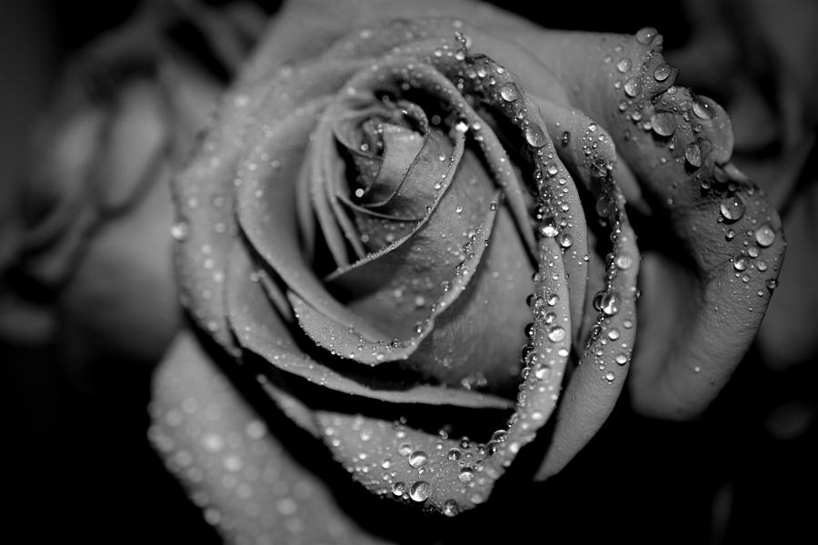 Gray Rose1 Photograph by Paul Gavin - Fine Art America