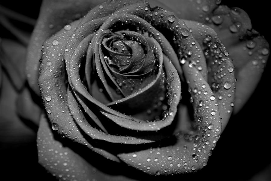 Gray Rose3 Photograph by Paul Gavin - Fine Art America