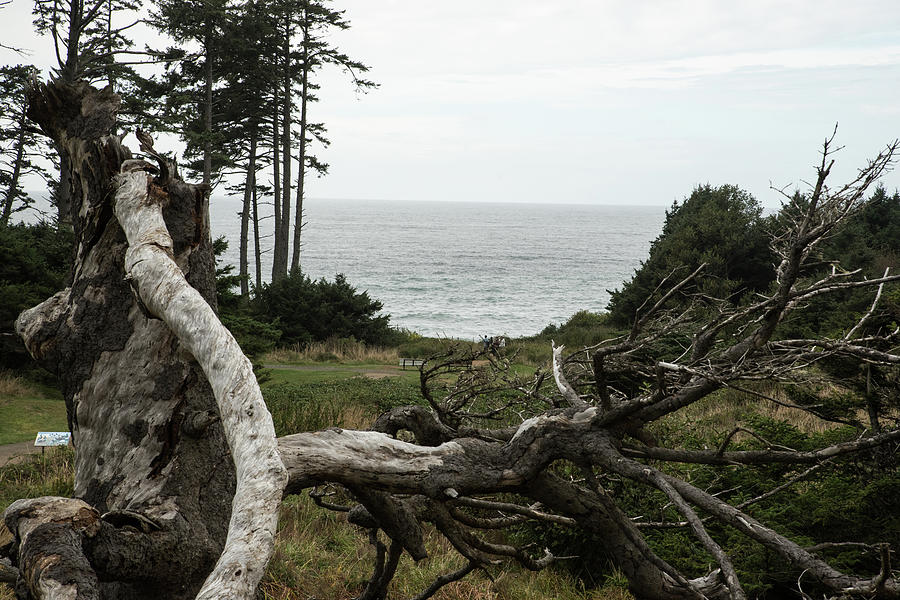 Gray Sea Gray Tree Photograph by Tom Cochran