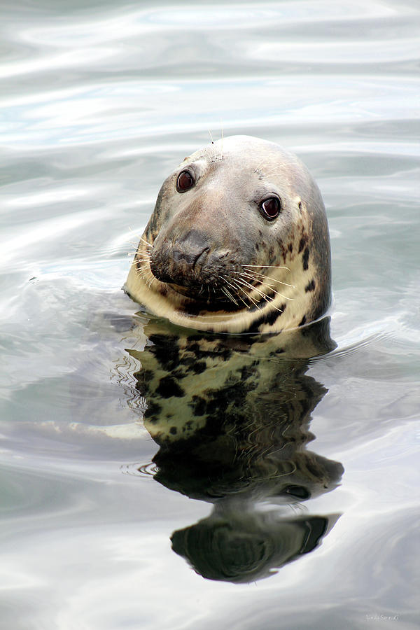 Gray Seal Photograph by Linda Sannuti