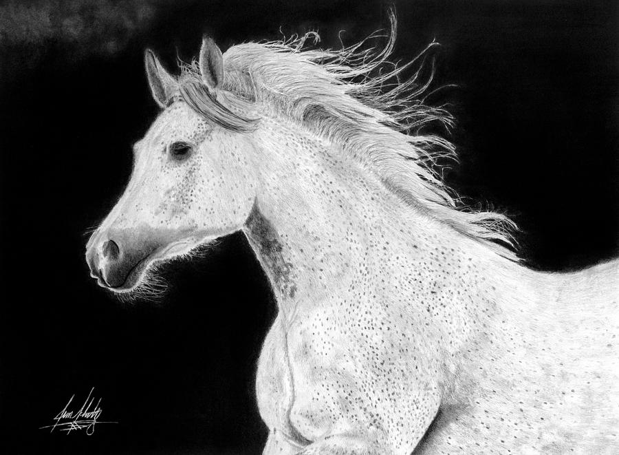 Animal Drawing - Gray speckled Arabian Horse by James Schultz