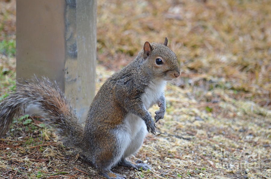 Gray Squirrel 18-01 Photograph by Maria Urso