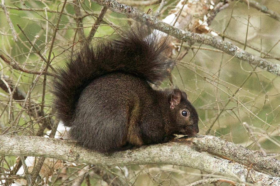 Wildlife Photograph - Gray Squirrel Black Morph  6039 by Michael Peychich
