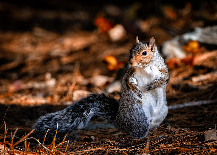 Gray Squirrel Dance Photograph by Bob Orsillo
