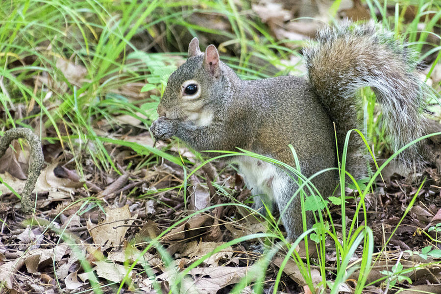 Gray Squirrel Eating Photograph by John Benedict
