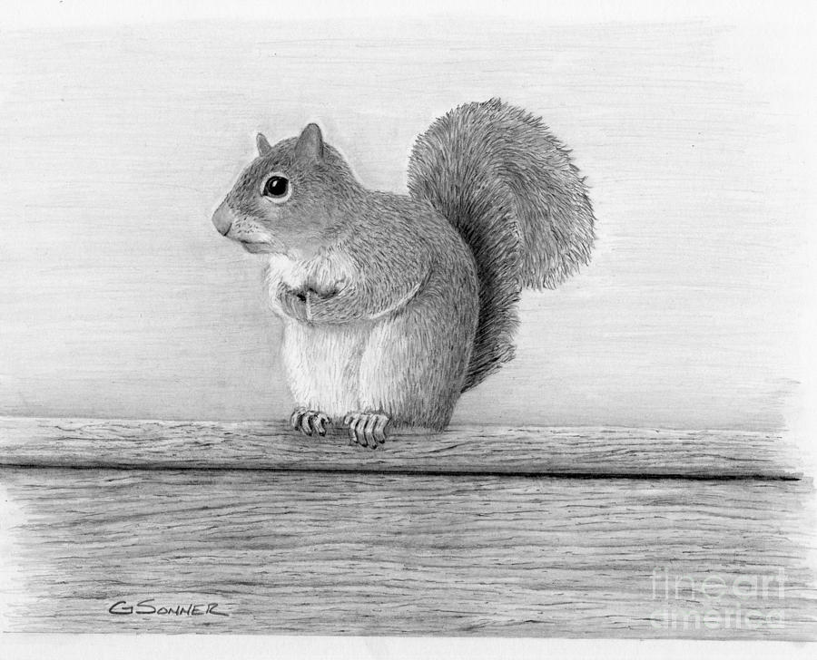 Gray Squirrel Drawing by Sonner