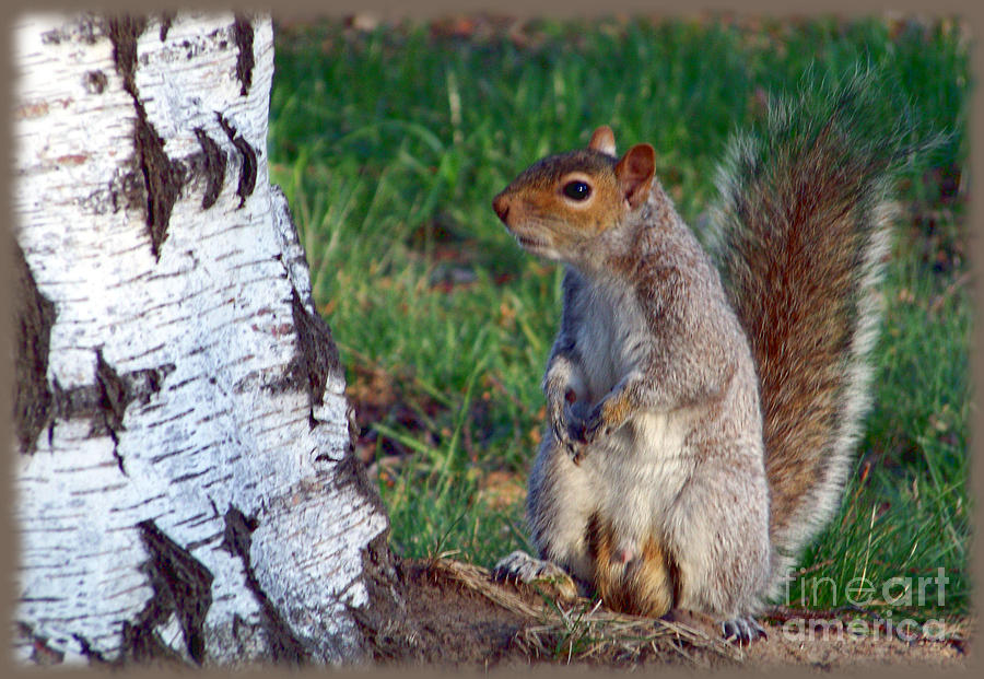 Wildlife Photograph - Gray Squirrel in My Yard by Charles Robinson