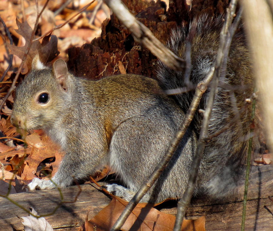 Gray Squirrel Photograph by Joshua Bales