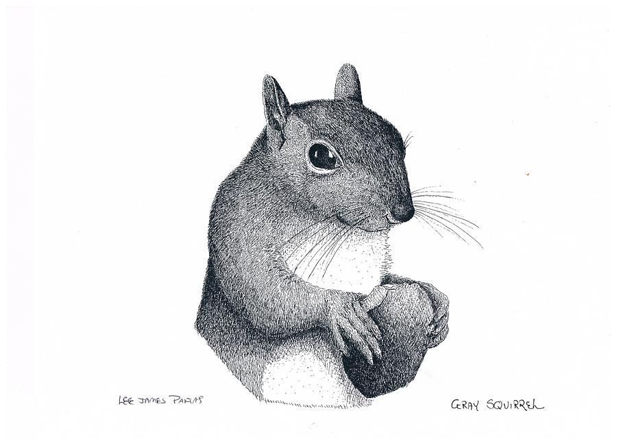 Squirrel Drawing - Eastern Gray Squirrel by Lee Pantas Squirrel Drawing - Eastern Gray Squirrel by Lee Pantas