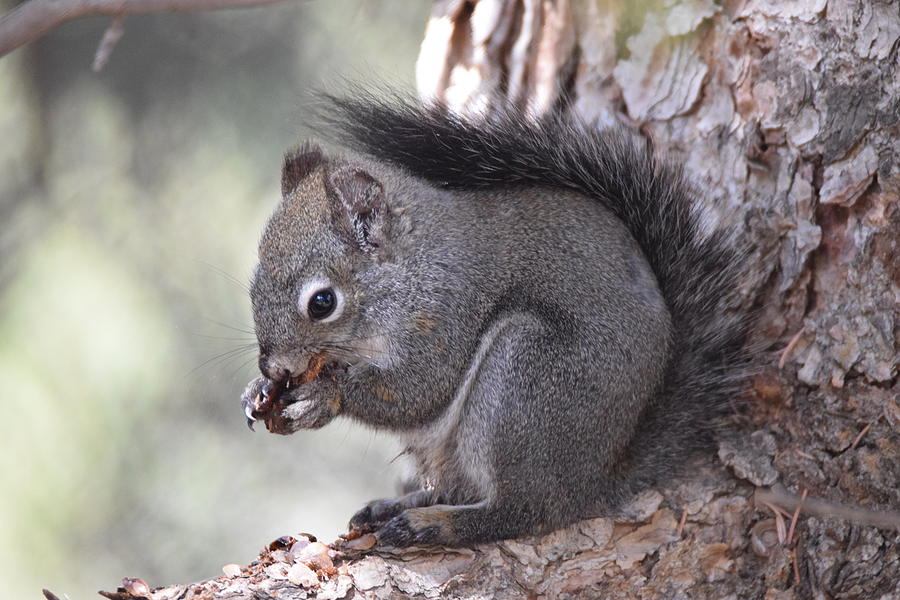 Gray Squirrel  Photograph by Margarethe Binkley