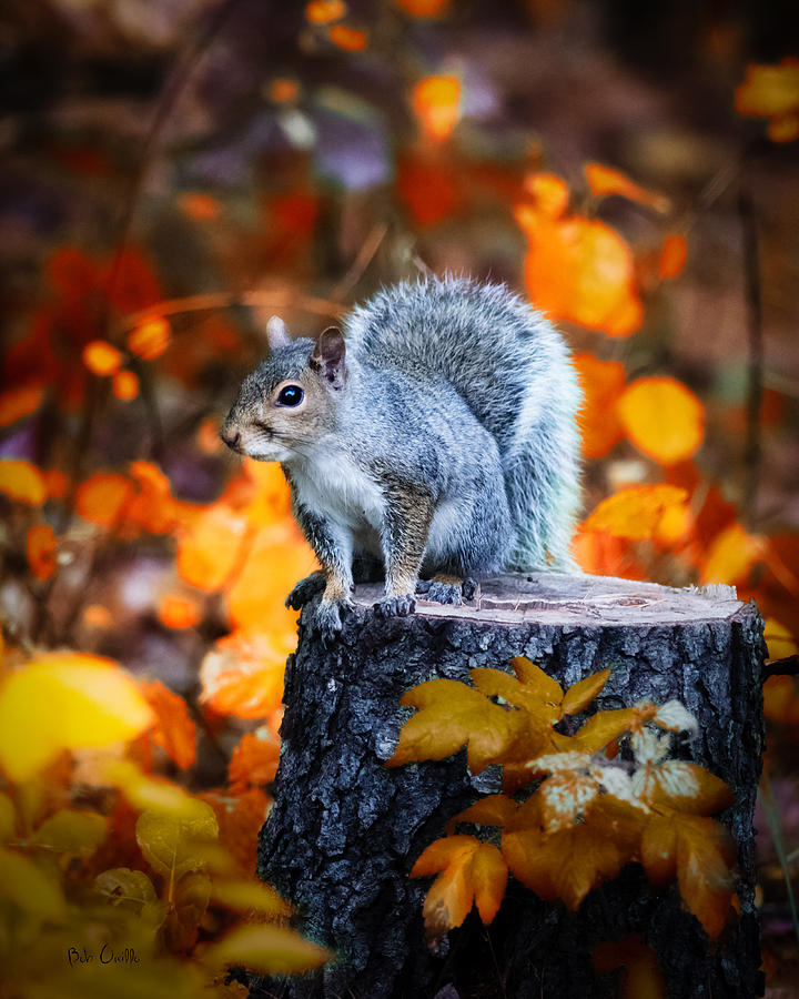 Gray Squirrel On A Tree Stump Photograph by Bob Orsillo