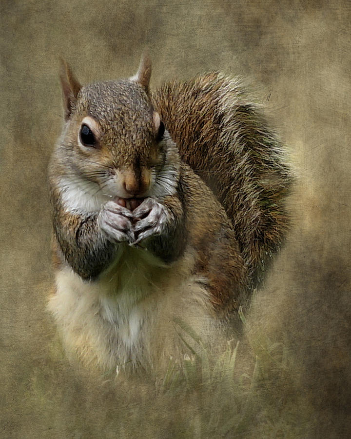 Gray Squirrel Portrait Photograph by TnBackroadsPhotos