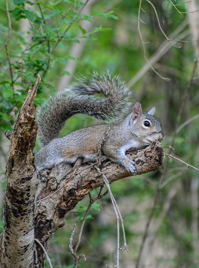 Gray Squirrel Resting On A Branch 061120156186 Photograph