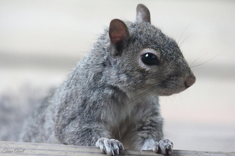 Gray Squirrel Photograph by Trina Ansel