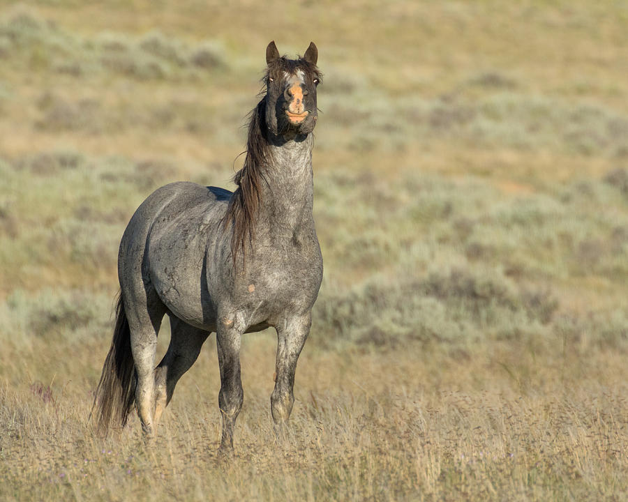 Mustang Photograph - Gray Stallion Full Attention by Lois Lake
