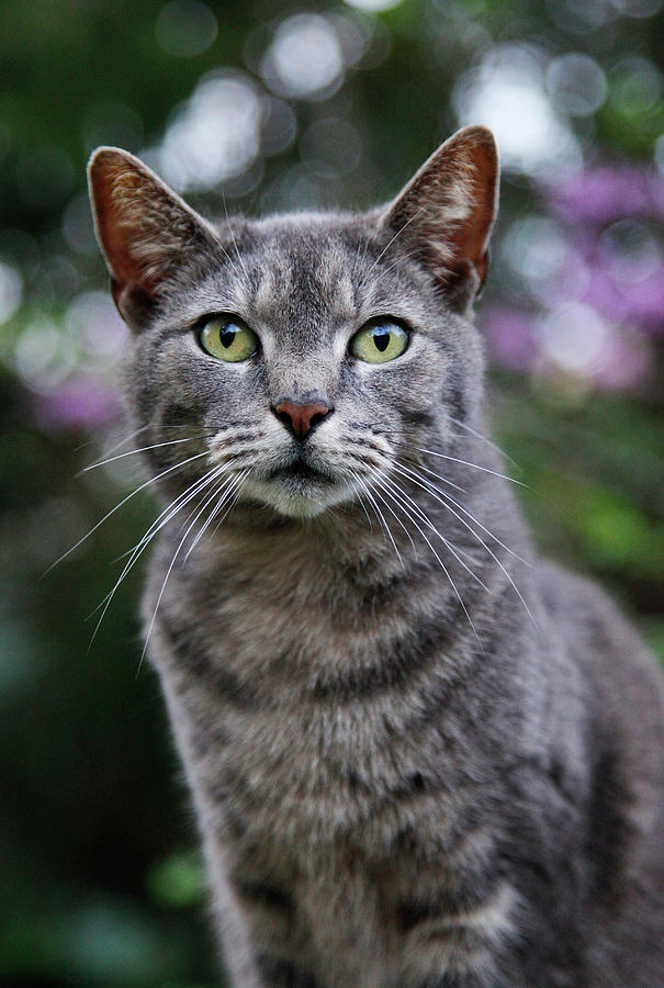 Gray Tabby Cat Portrait Photograph