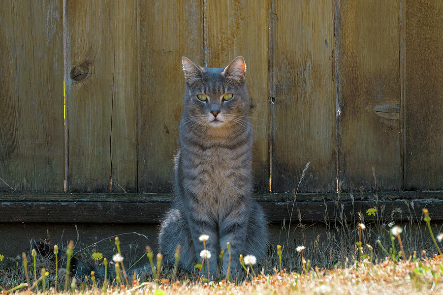 Cat Photograph - Gray Tabby Cat Sitting by Fence by David Gn