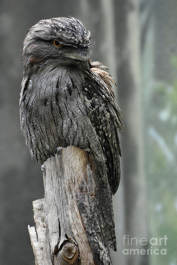 Gray Tawny Frogmouth Bird with Distinctive Feathers Photograph by DejaVu Designs