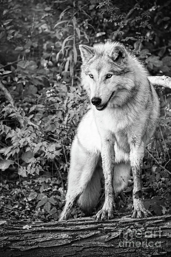 Gray Timber Wolf Black And White Photograph by Sharon McConnell