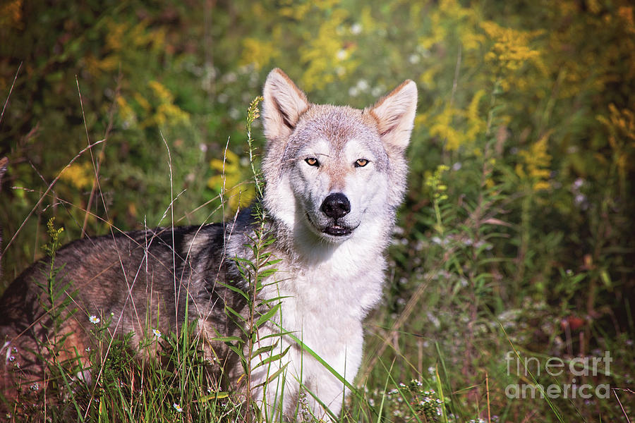 Gray Timber Wolf In The Meadow Photograph by Sharon McConnell