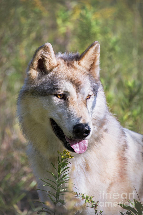 Gray Timber Wolf Portrait Photograph by Sharon McConnell