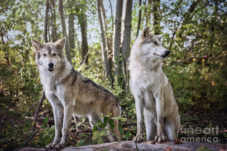 Gray Timber Wolves Photograph by Sharon McConnell