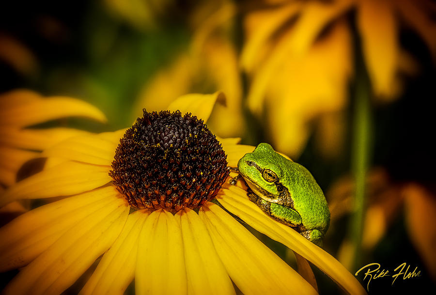 Gray Tree Frog in Flowers Photograph by Rikk Flohr