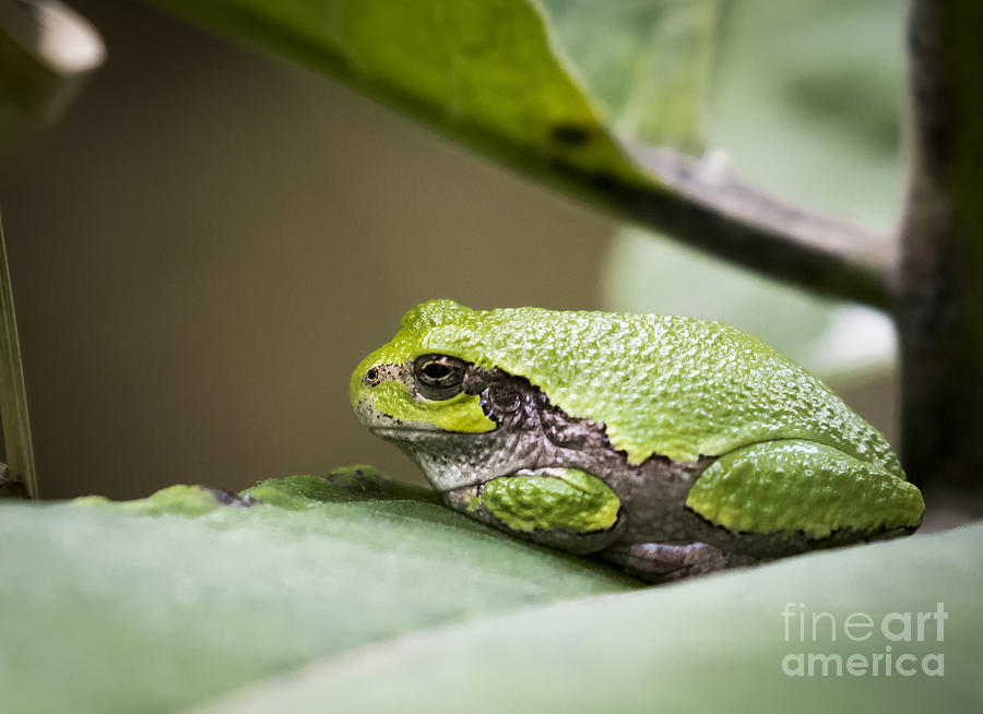 Wildlife Photograph - Gray Tree Frog - North American Tree Frog by Ricky L Jones