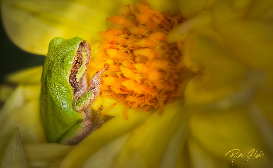 Gray Tree Frog on Blossom Photograph by Rikk Flohr