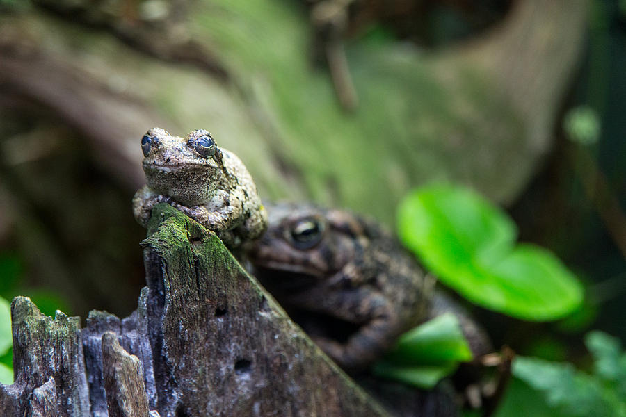 Gray Tree Frog Photograph by SR Green