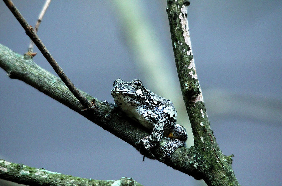 Gray Treefrog Photograph by Debbie Oppermann
