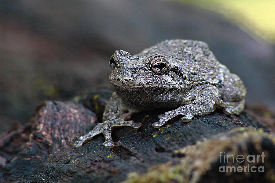 Gray Treefrog On A Log Photograph by Max Allen