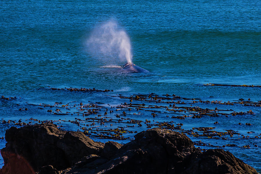 Gray Whale Blow Hole Photograph by Garry Gay