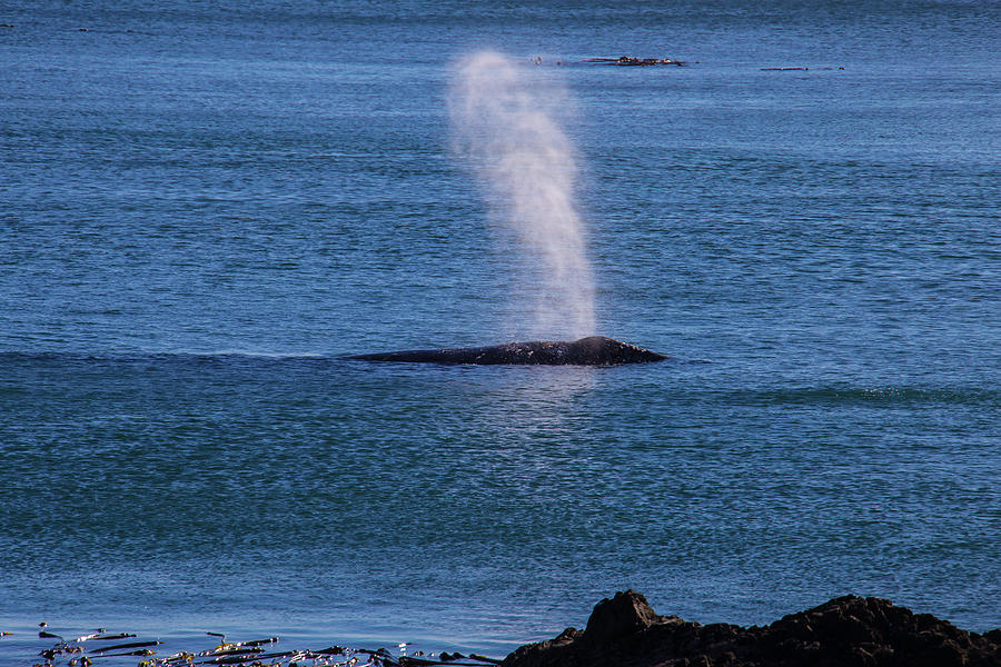 Gray Whale Breathing Photograph by Garry Gay