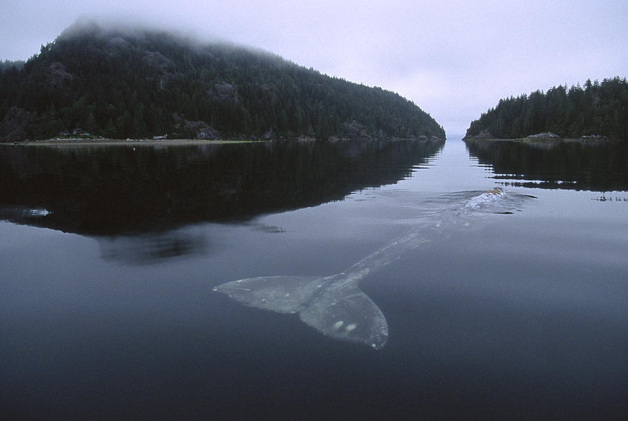 Mp Photograph - Gray Whale Clayoquot Sound by Flip Nicklin