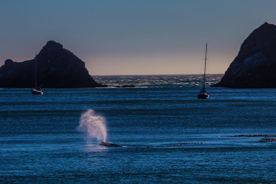 Gray Whale In Calm Bay Photograph by Garry Gay