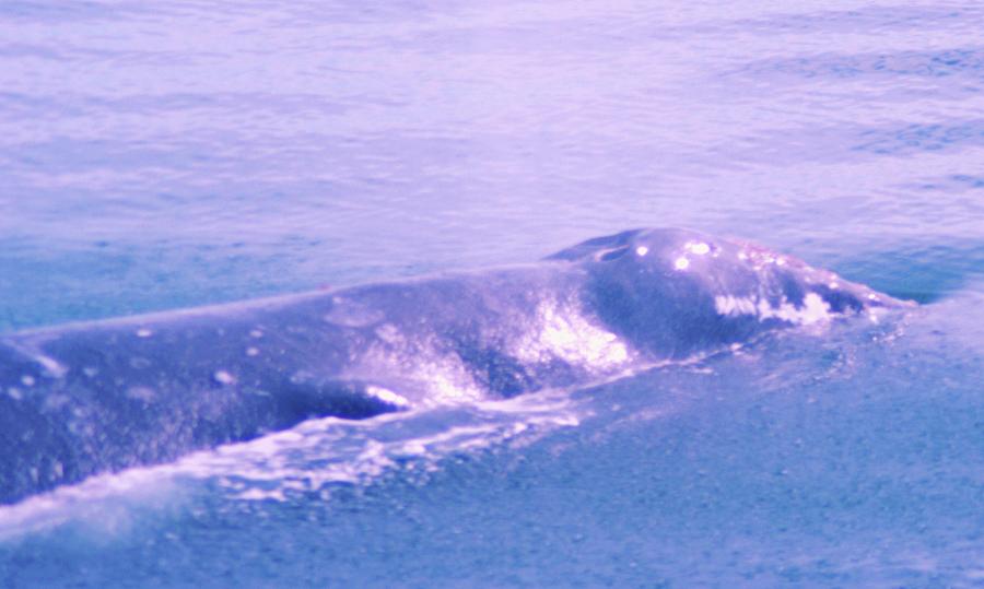 Gray Whale Photograph