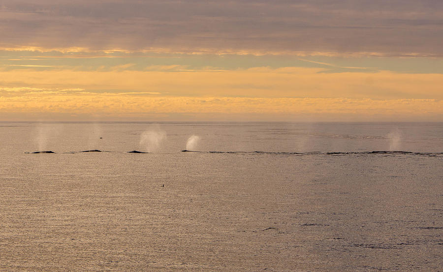 Gray Whale Migration Monterey Bay Photograph by Randy Straka