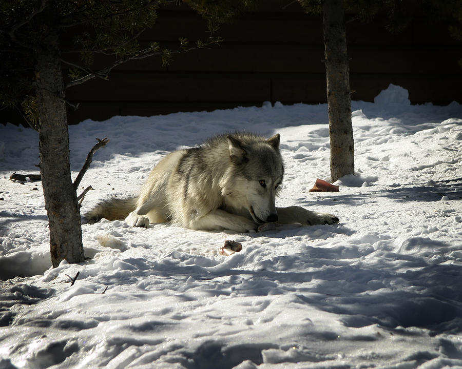 Gray Wolf 2 Photograph by Anthony Jones