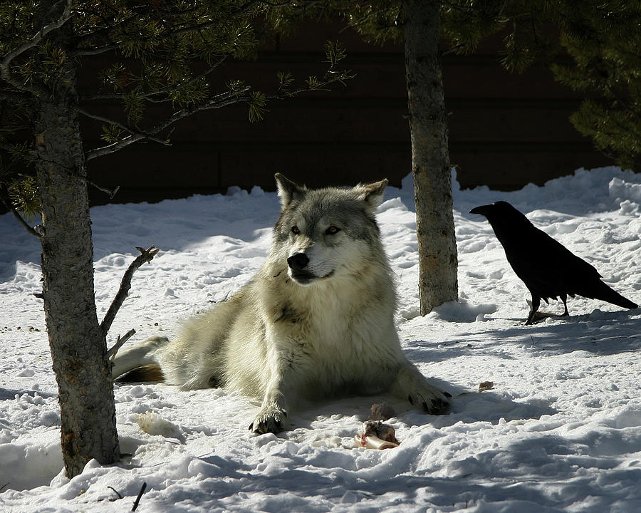 Gray Wolf 4 Photograph by Anthony Jones