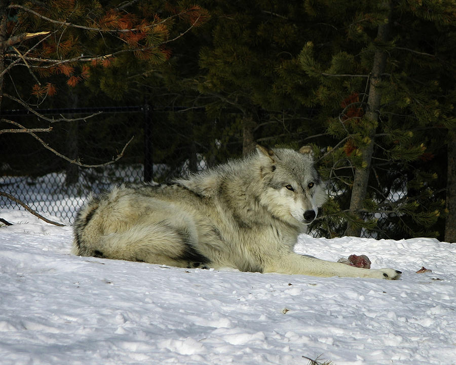 Gray Wolf 5 Photograph by Anthony Jones