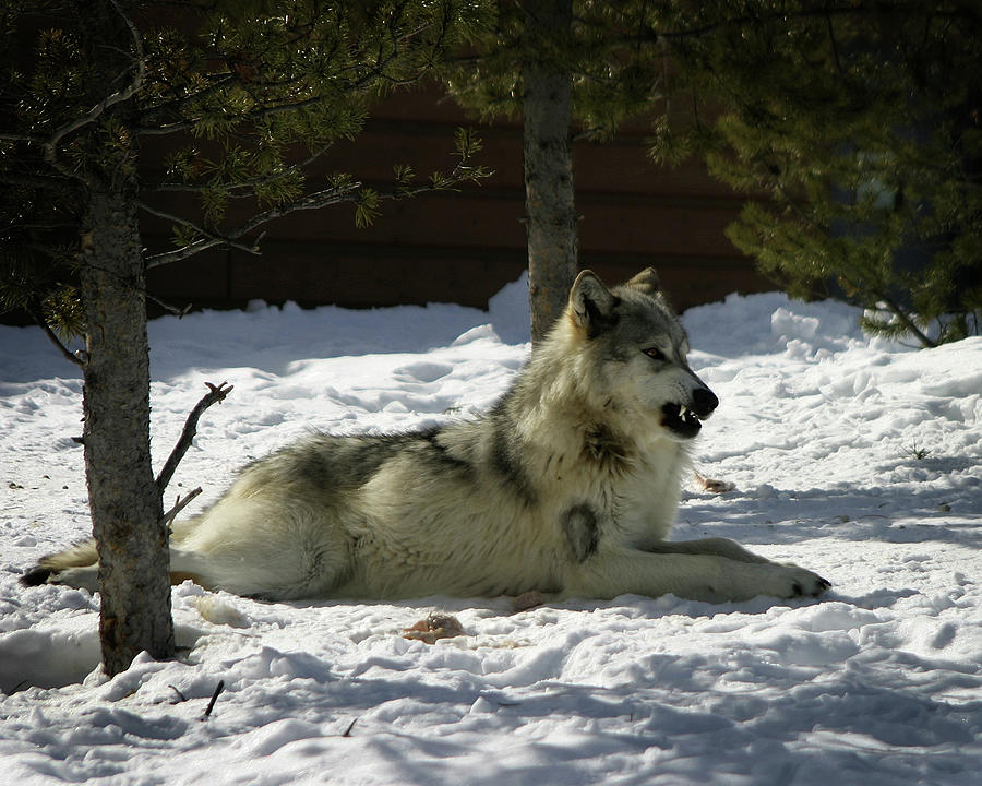 Gray Wolf 6 Photograph by Anthony Jones