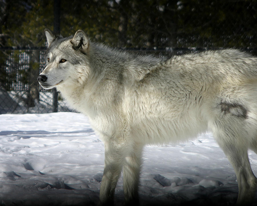 Gray Wolf 8 Photograph by Anthony Jones